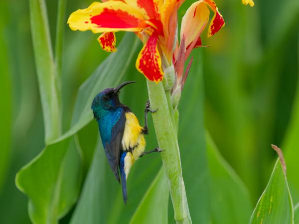 <h3><a href="/trips/tanzania/biota/animalia/chordata/aves/040 passeriformes/112 nectariniidae/cinnyris venustus/cinnyris venustus-nl.html">Cinnyris&nbsp;venustus</a> / Variable&nbsp;sunbird / Ornaathoningzuiger</h3>OM-1 Mark II met OLYMPUS M.150-400mm F4.5 TC, 1/2000 sec  bij F5.6, ISO 10000, afstand 5.86&nbsp;m